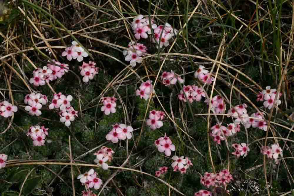 Androsace villosa / Androsace appenninica